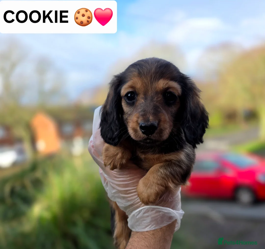 Miniature Dachshund dogs for sale: LONG HAIRED MINIATURE DACHSHUND'S LITTER ❤️❤️ - Advert 6