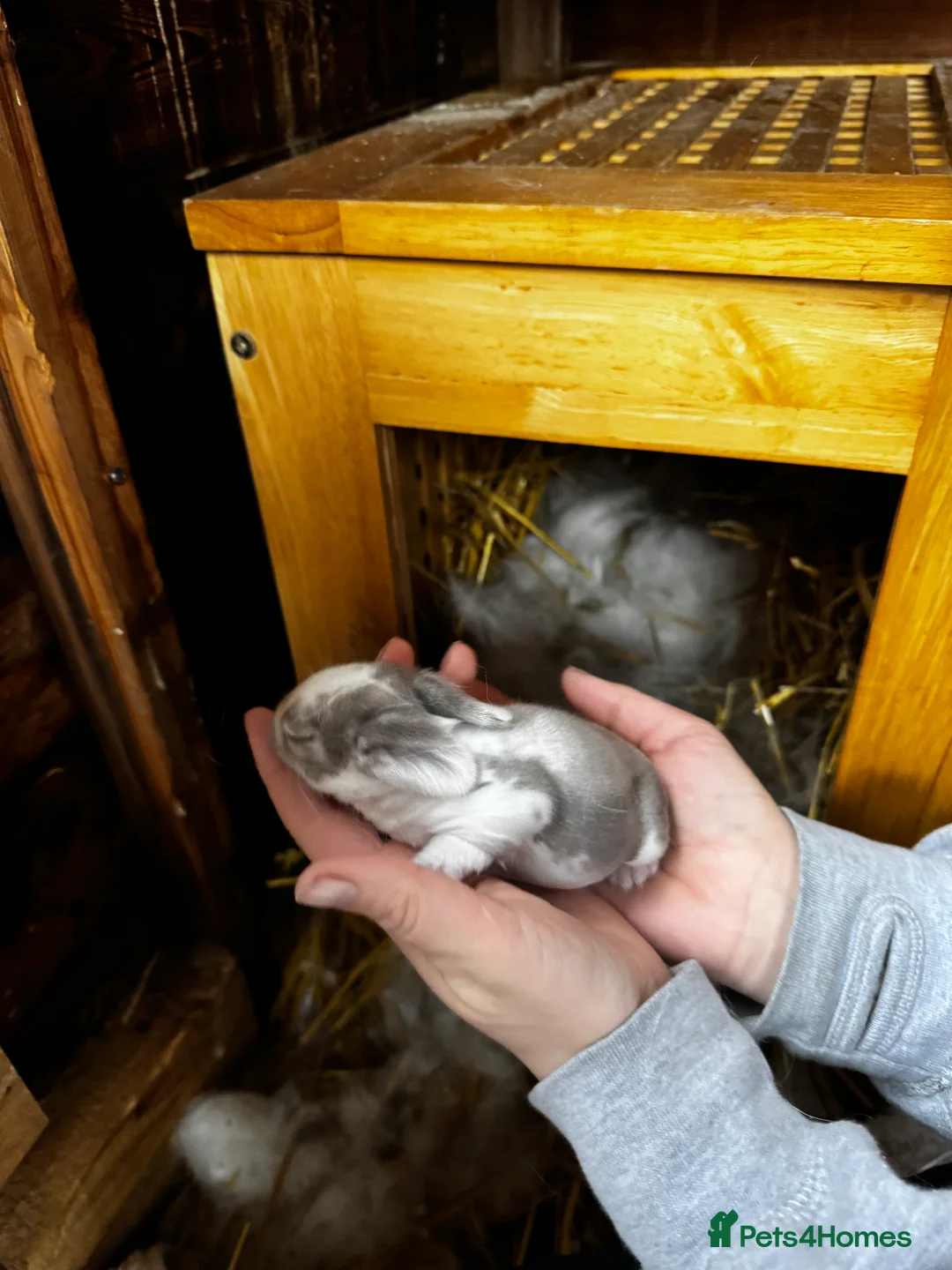 French Lop rabbits for sale: 🩷Pure bred French lop kits🩵 - Advert 28