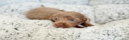 Miniature Dachshund dogs for sale: KC short haired and long haired puppies  - Advert 9
