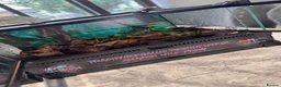 Frog reptiles for sale: Amazon Milkfrogs  - Advert 3