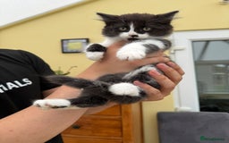 Maine Coon cats for sale: Maine coon xxx - Image 10