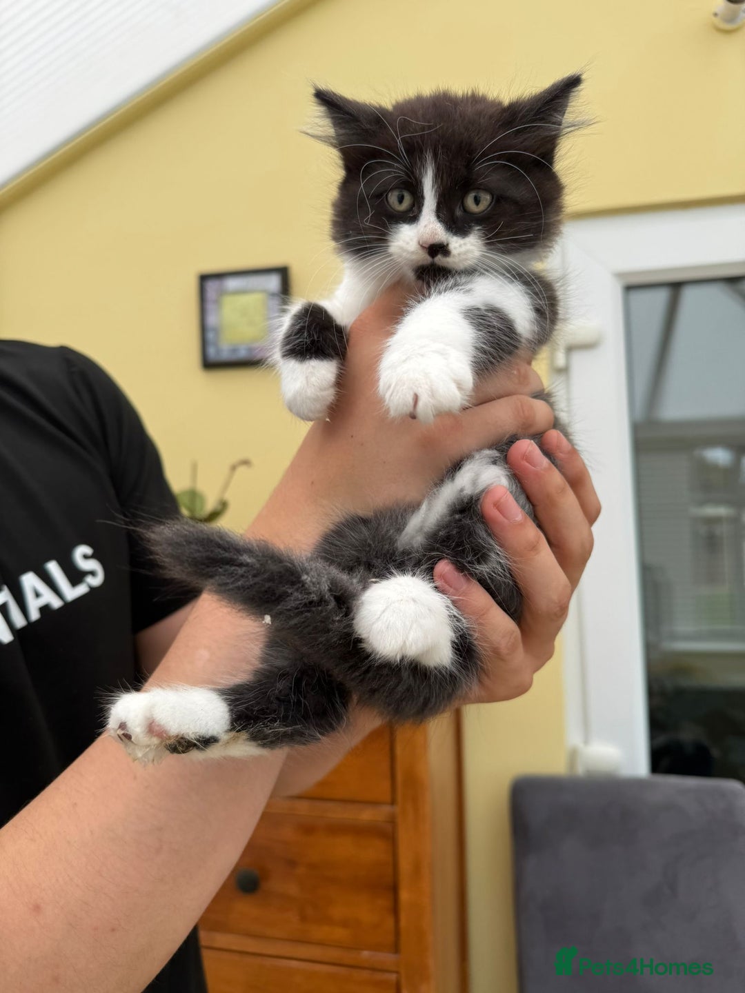 Maine Coon cats for sale: Maine coon xxx - Image 10