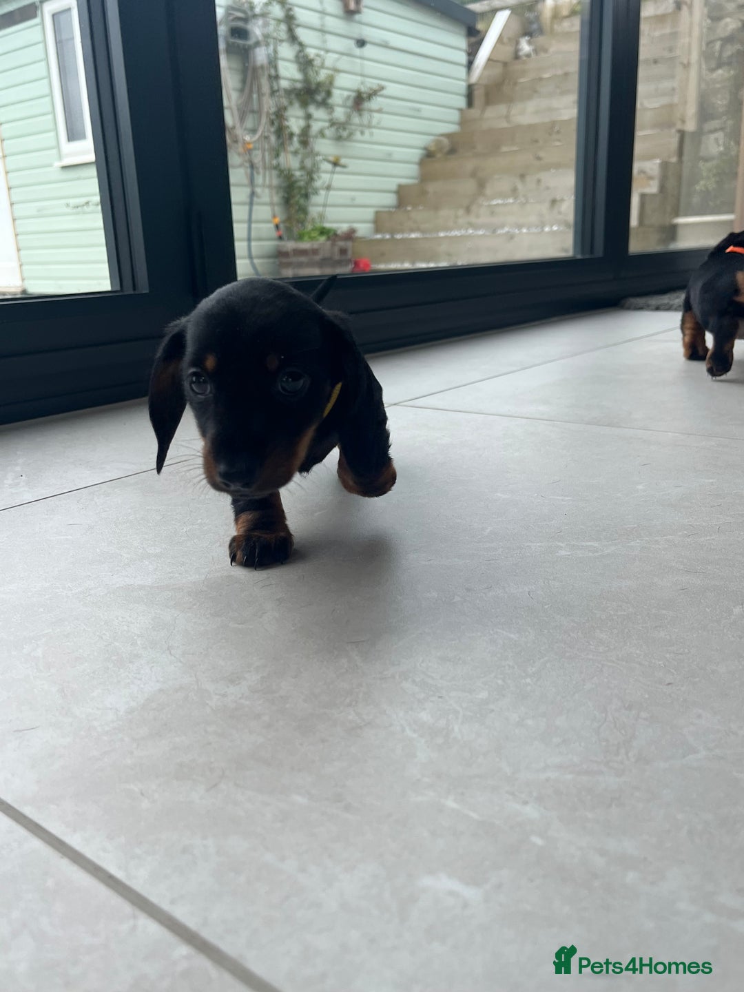Miniature Dachshund dogs for sale: One beautiful Beautiful girl left  💜🐶  - Image 28