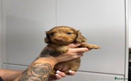 Miniature Dachshund dogs for sale: Beautiful Longhair miniature Dachshund - Image 14