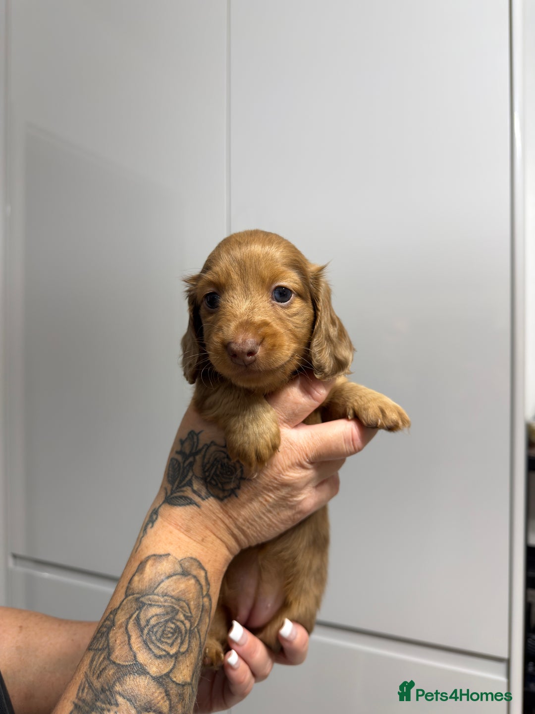 Miniature Dachshund dogs for sale: Beautiful Longhair miniature Dachshund - Image 14