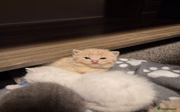 British Shorthair cats for sale: British Shorthair kittens - Image 8