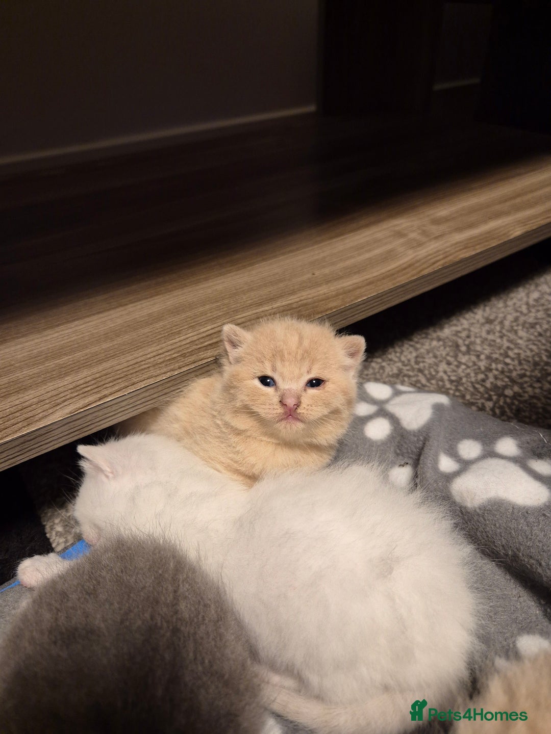 British Shorthair cats for sale: British Shorthair kittens - Image 8