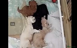 Double Doodle dogs for sale: FANTASTIC FOUR YORKSHIRE LADS  - Image 1
