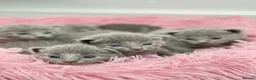 Russian Blue cats for sale: *TOP QUALITY* TICA Pedigree Russian Blue Kittens - Advert 4