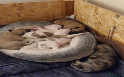 Whippet dogs for sale: KC Registered Whippet Pups - 2 girls left - Image 13