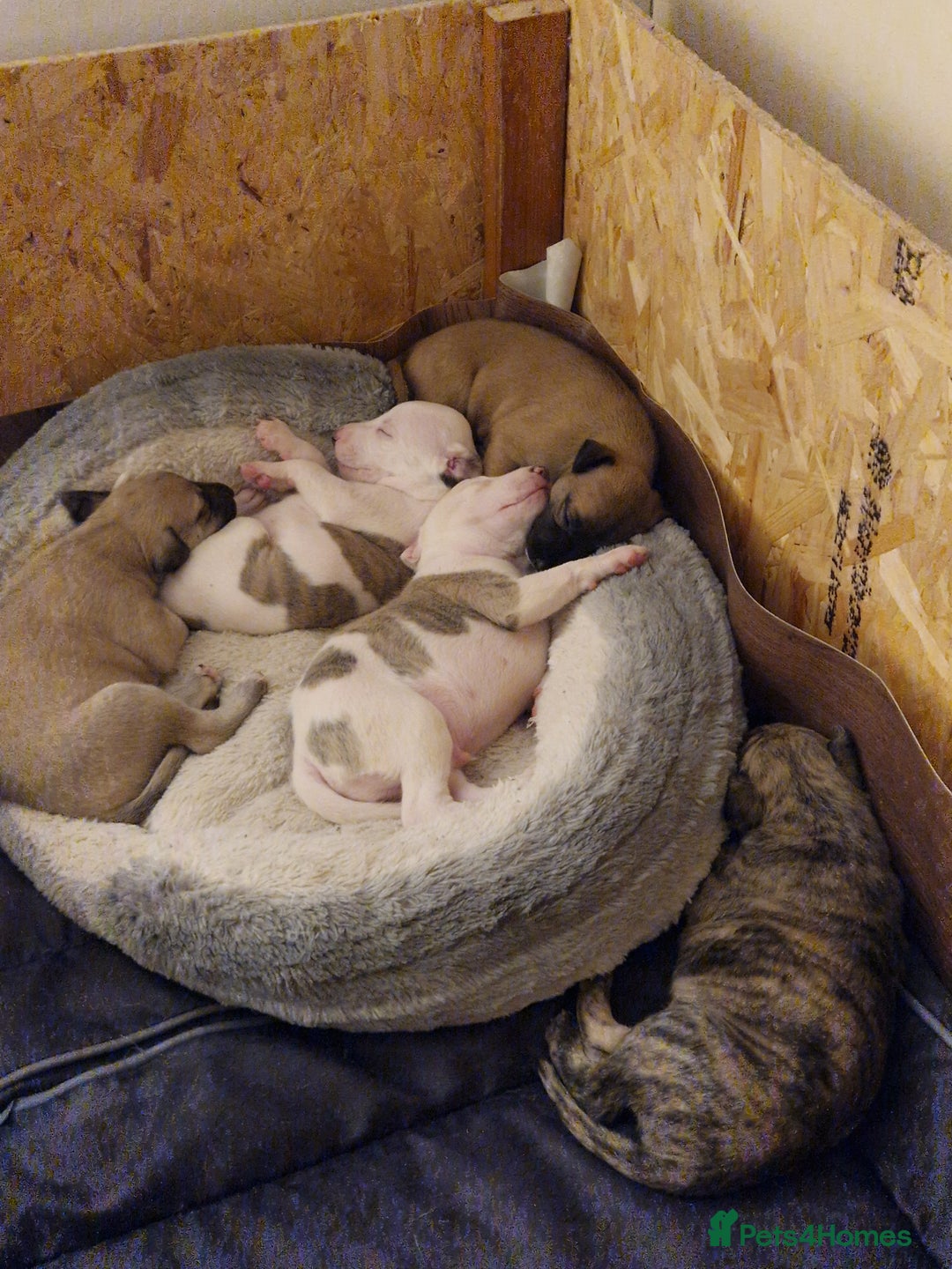 Whippet dogs for sale: KC Registered Whippet Pups - 2 girls left - Image 13
