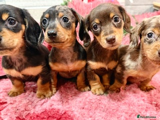 Miniature Dachshund dogs 🩷🌟Beautiful Fluffy KC tiny mini 🌟🩷 - Advert 2