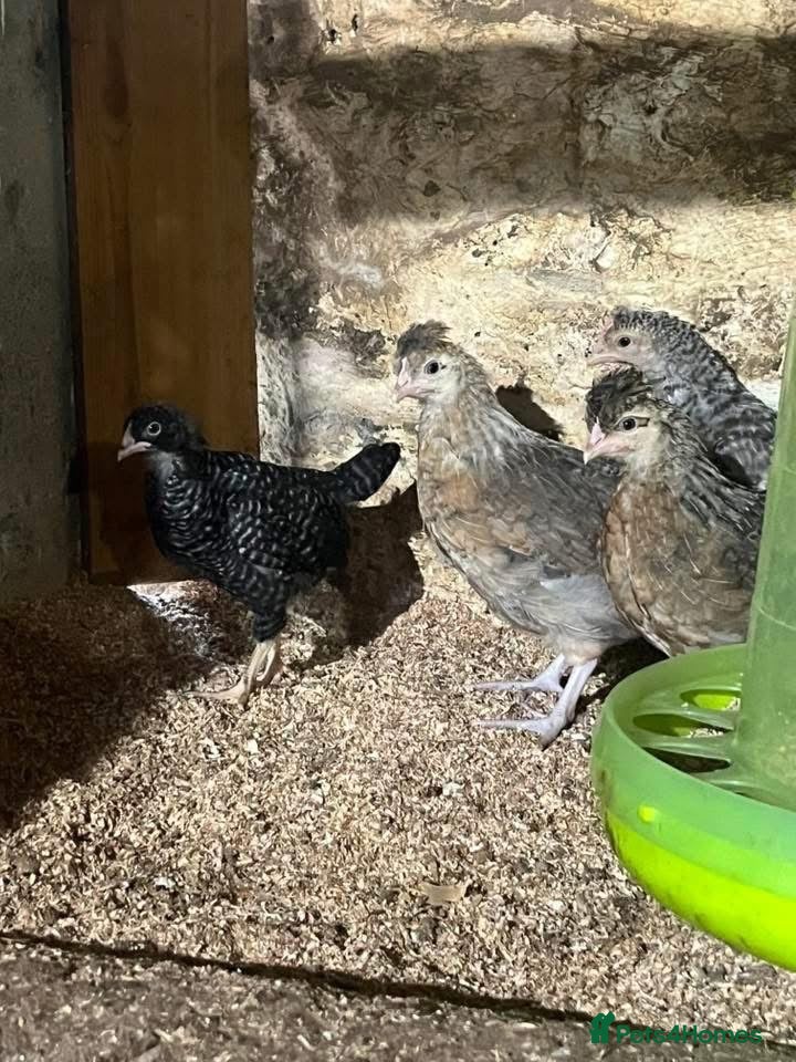 Chickens poultry Cream legbar hens  - Advert 16