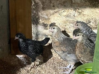 Chickens poultry - Advert 4