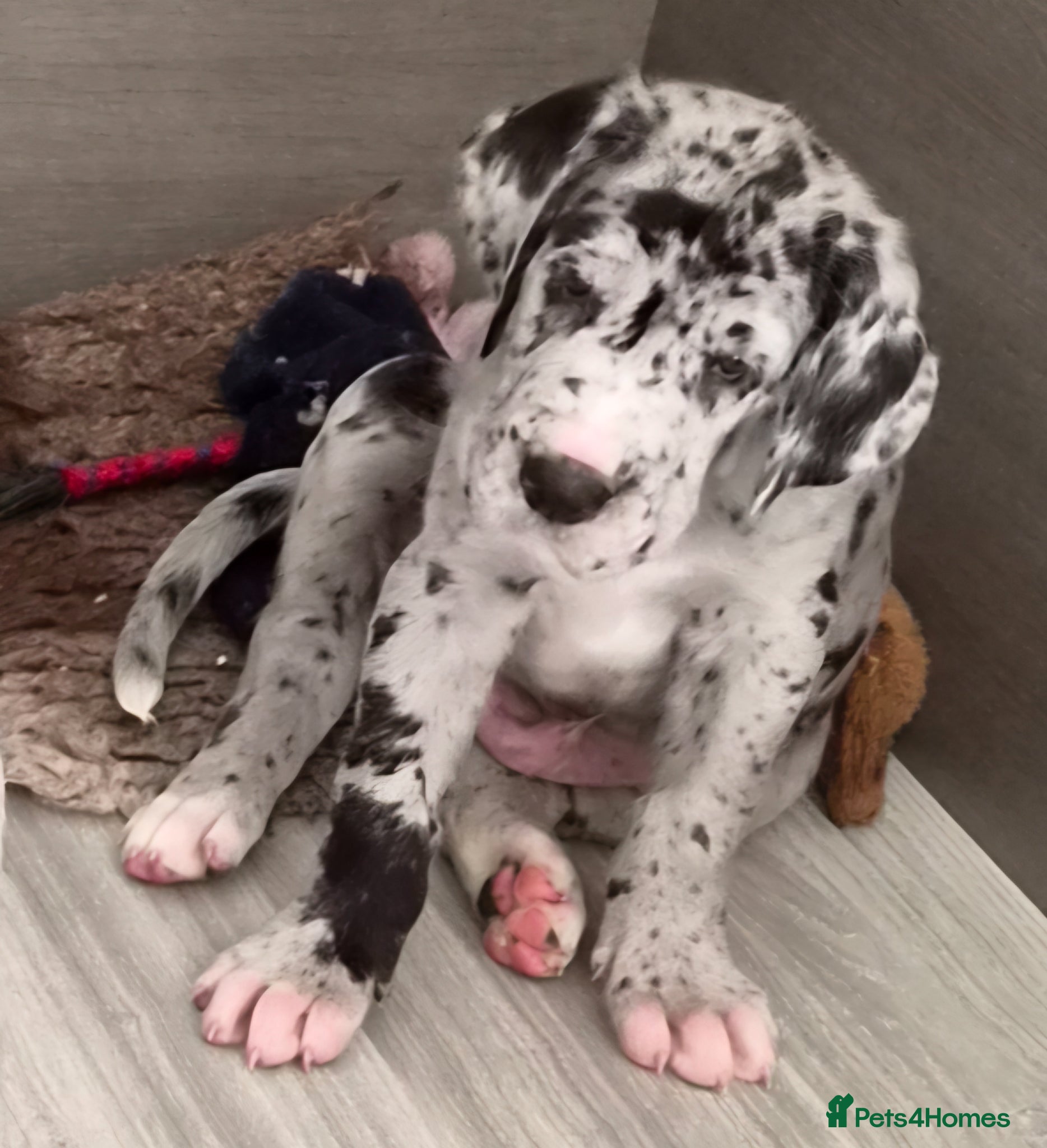 Great Dane dogs Kc reg extensively health tested parents - Advert 2