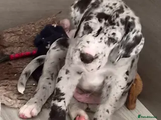 Great Dane dogs Kc reg extensively health tested parents - Advert 1