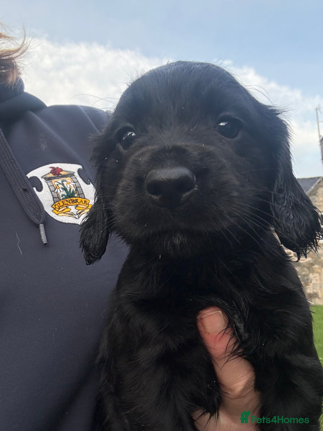 Cocker Spaniel dogs for sale: Kennel club registered cocker puppies - Advert 1