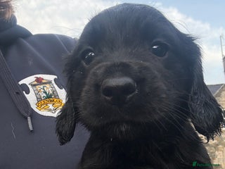 Cocker Spaniel dogs Kennel club registered cocker puppies - Advert 1