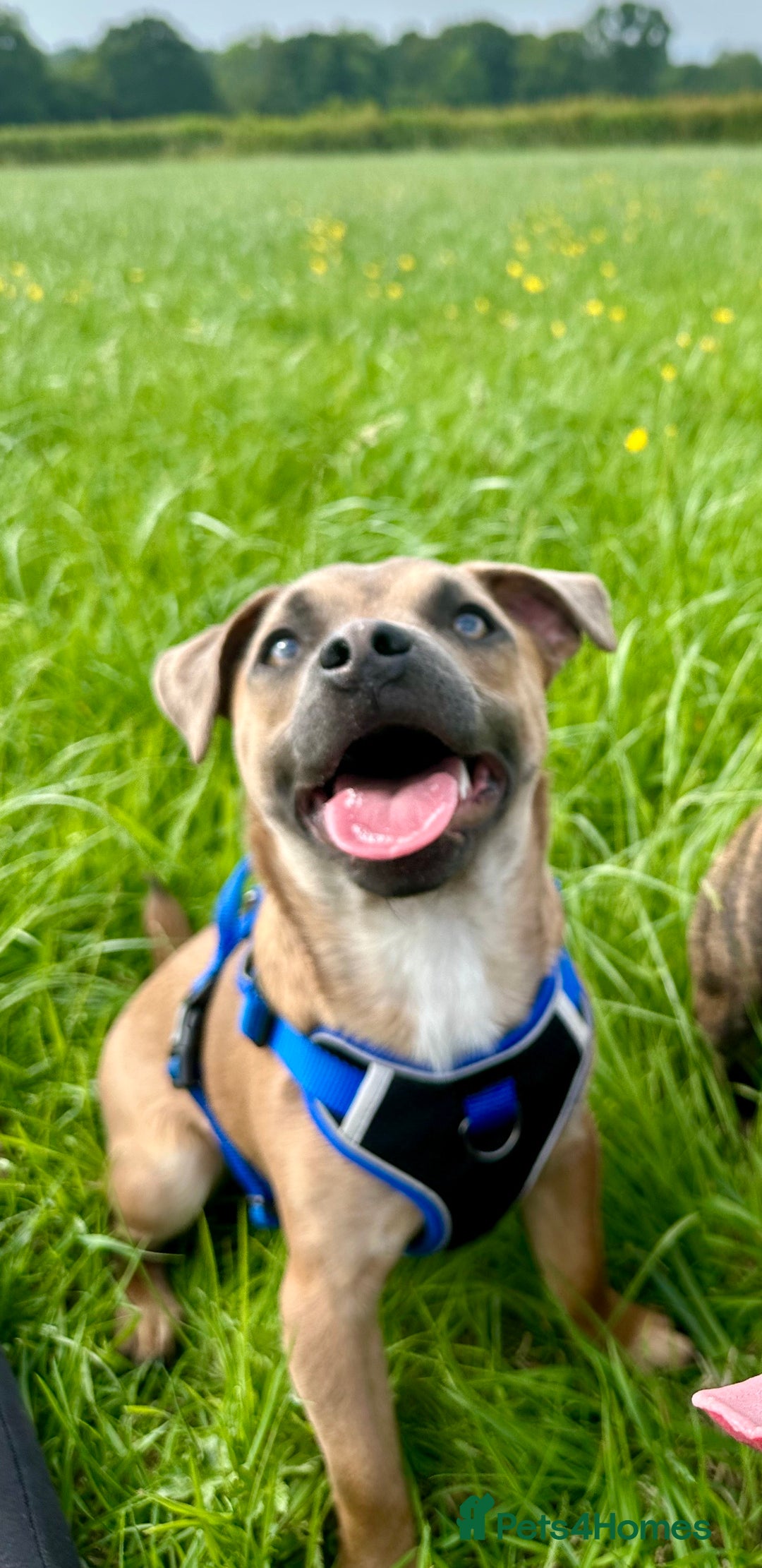 Mixed Breed dogs for sale: Staffy X Jack looking forever home. - Image 2
