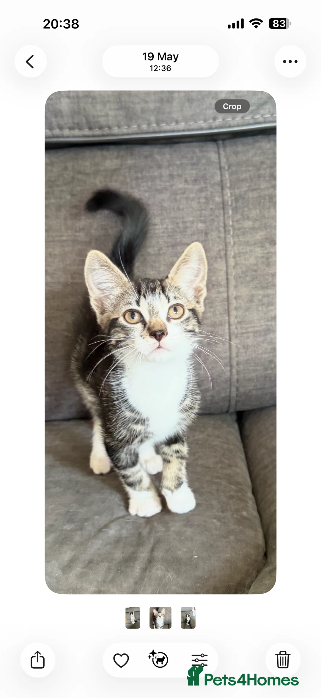 Mixed Breed cats for sale: Pebbles  - Advert 3