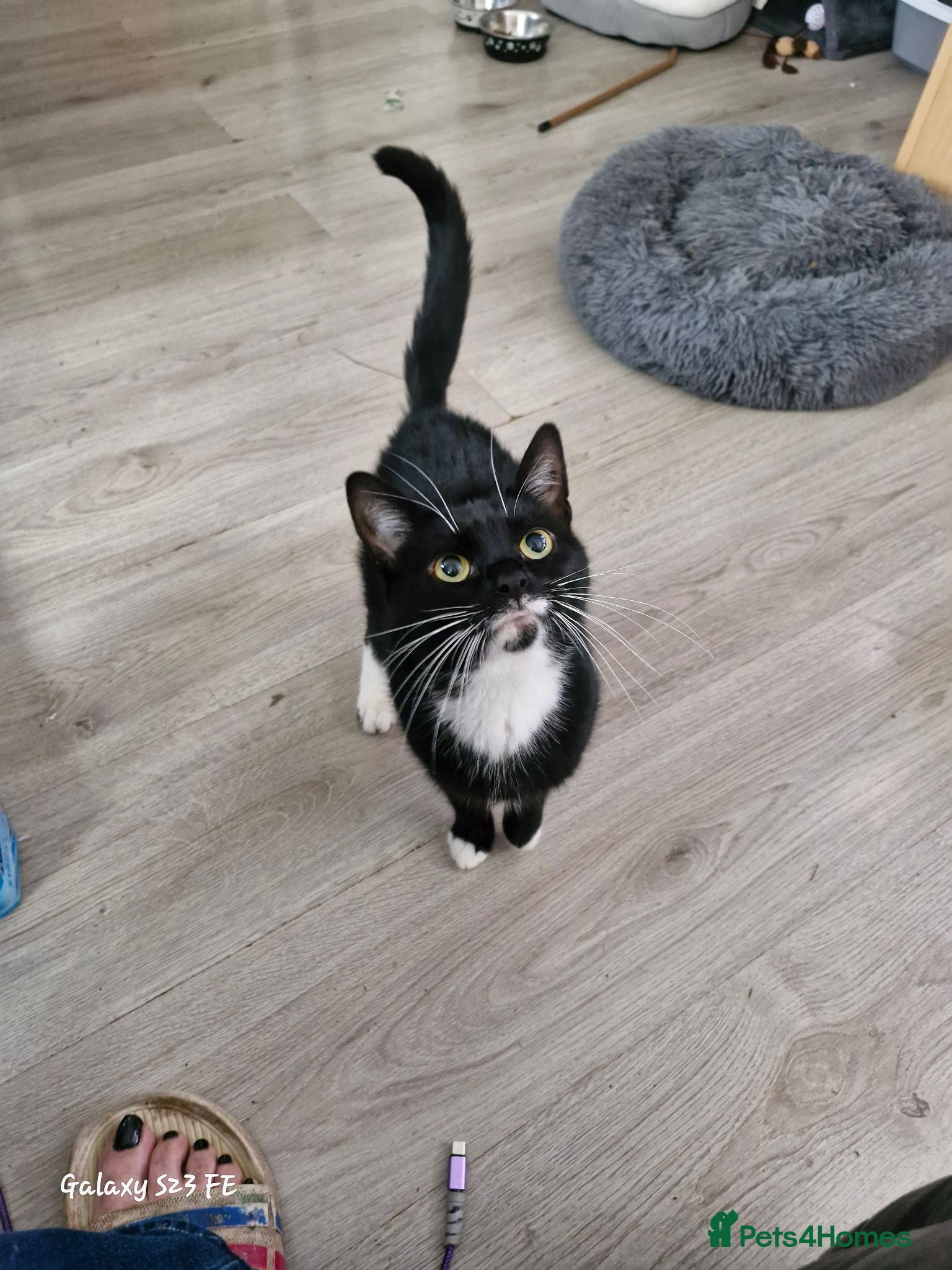 Mixed Breed cats Two beautiful moggie male kittens - Advert 4