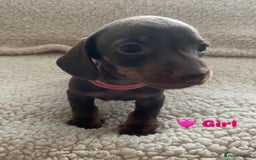 Miniature Dachshund dogs for sale: Cute Chocolate & Tan Miniature Dachshund Puppies - Image 5