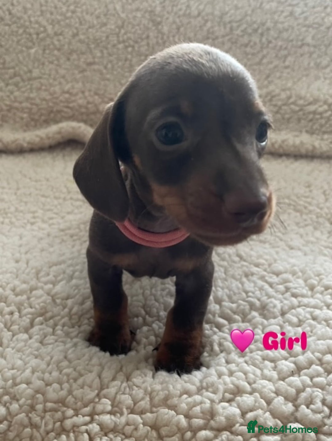 Miniature Dachshund dogs for sale: Cute Chocolate & Tan Miniature Dachshund Puppies - Image 5
