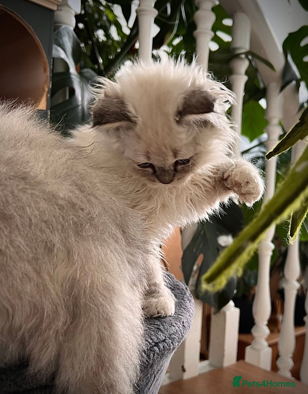 Selkirk Rex cats for sale: Gorgeous Selkirk Rex kittens - Image 17