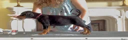 Dobermann dogs for sale: READY NOW- Outstanding KC Dobermann Pups🇧🇷 - Advert 20