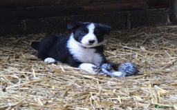 Border Collie dogs for sale: collie pups for working homes - Advert 7