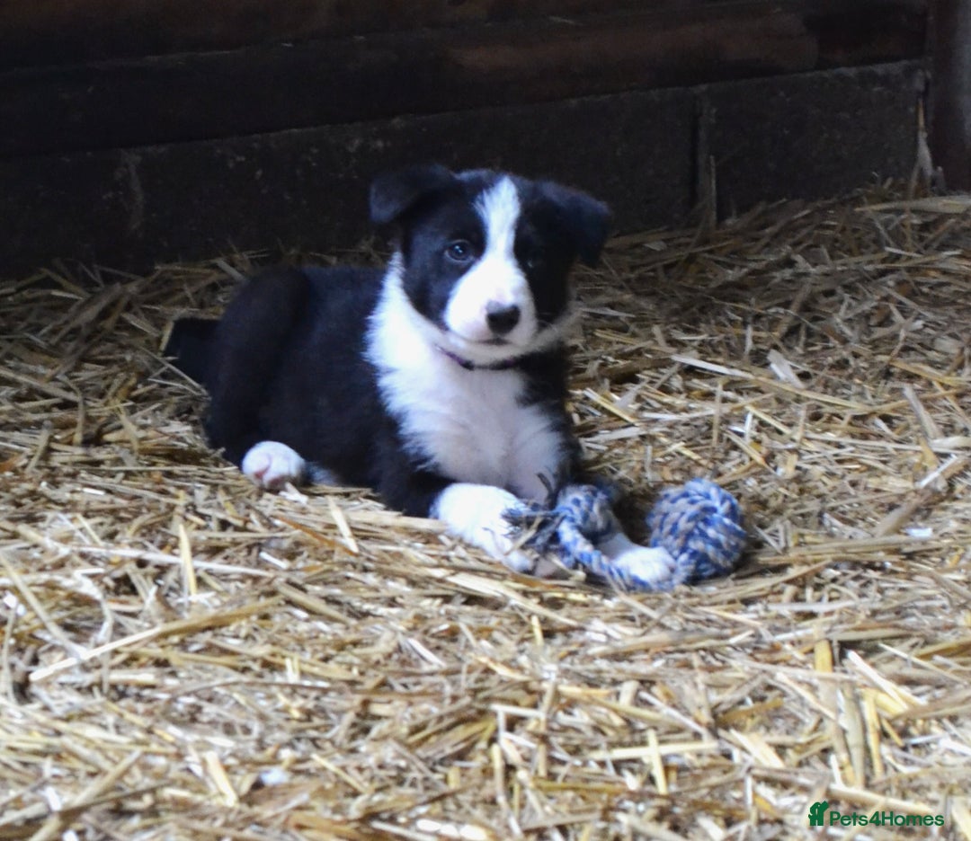 Border Collie dogs for sale: collie pups for working homes - Advert 7