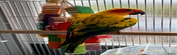 Parrots birds for sale: Lovely Tame Sun Conure Male With Full Set Up  - Advert 2