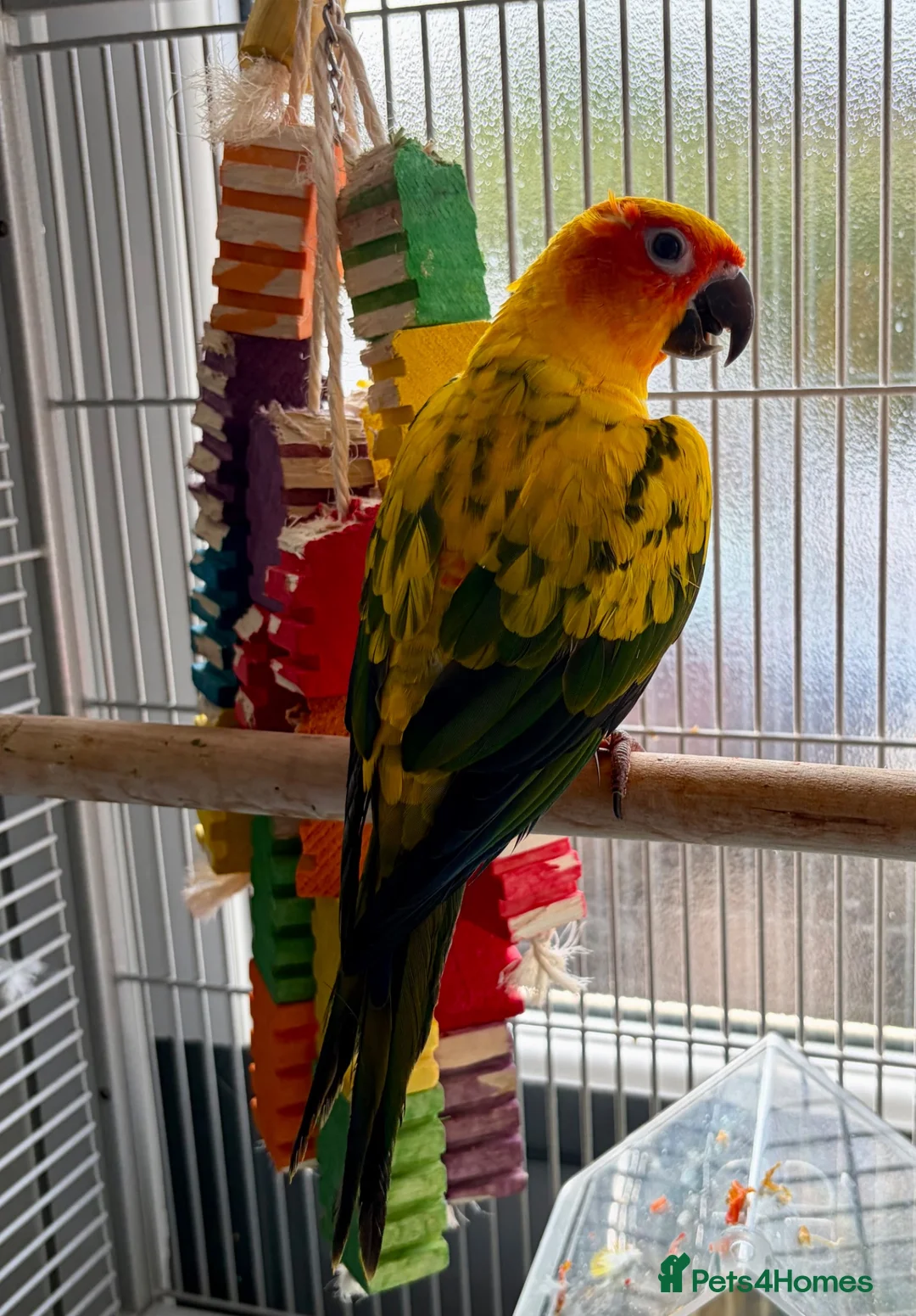 Parrots birds for sale: Lovely Tame Sun Conure Male With Full Set Up  - Advert 2
