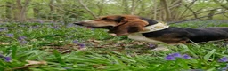Basset Hound dogs for stud: STUD ONLY PROVEN Health tested Tri Basset Hound  - Advert 4