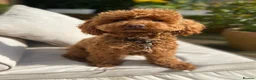 Toy Poodle dogs for sale: 🩵💙1 Boy-Red Toy Poodle puppies 🩵💙 - Advert 10