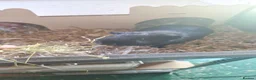 Guinea Pig rodents for sale: Boy Guinea Pigs - Advert 7