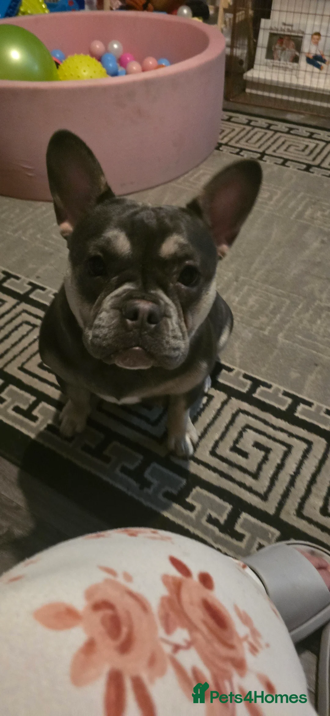 French Bulldog dogs for sale: French bulldog  - Advert 10