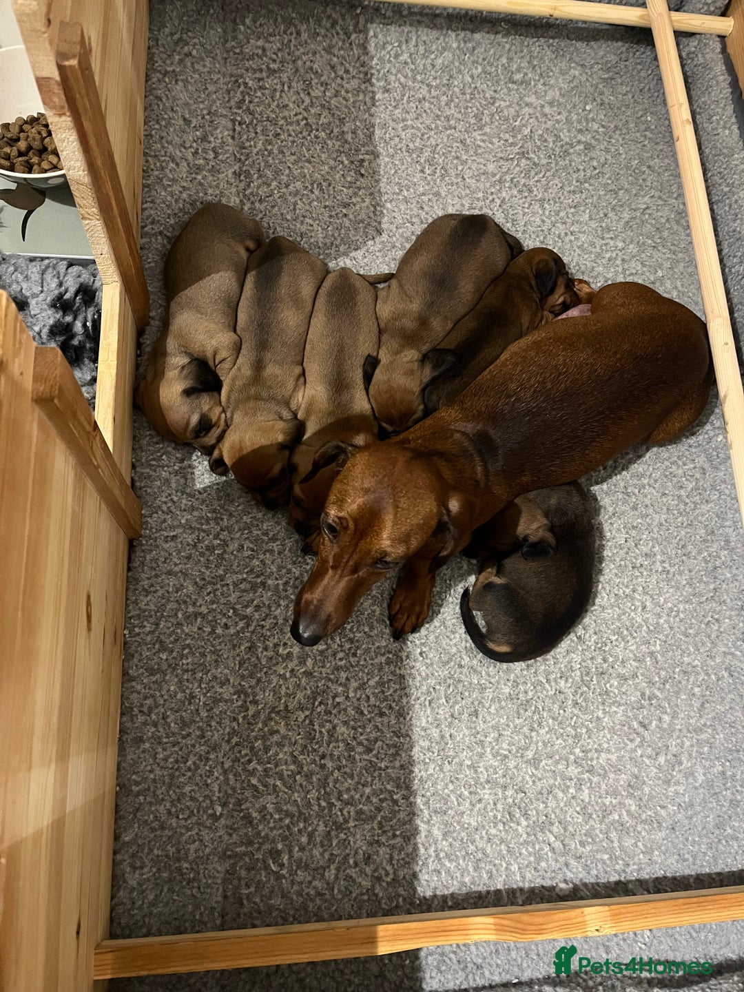 Dachshund dogs for sale: Red dachshund puppies  - Advert 9