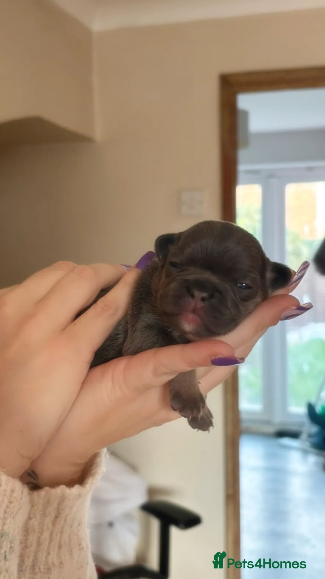 French Bulldog dogs for sale: Frenchie 🐾🐾 last little girl  - Advert 13