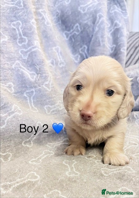 Miniature Dachshund dogs Stunning long haired cream miniature dachshund  - Advert 13