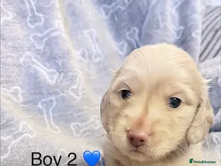 Miniature Dachshund dogs Stunning long haired cream miniature dachshund - Advert 13