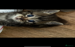 British Longhair cats for sale: 8 fluffy kittens  - Image 10