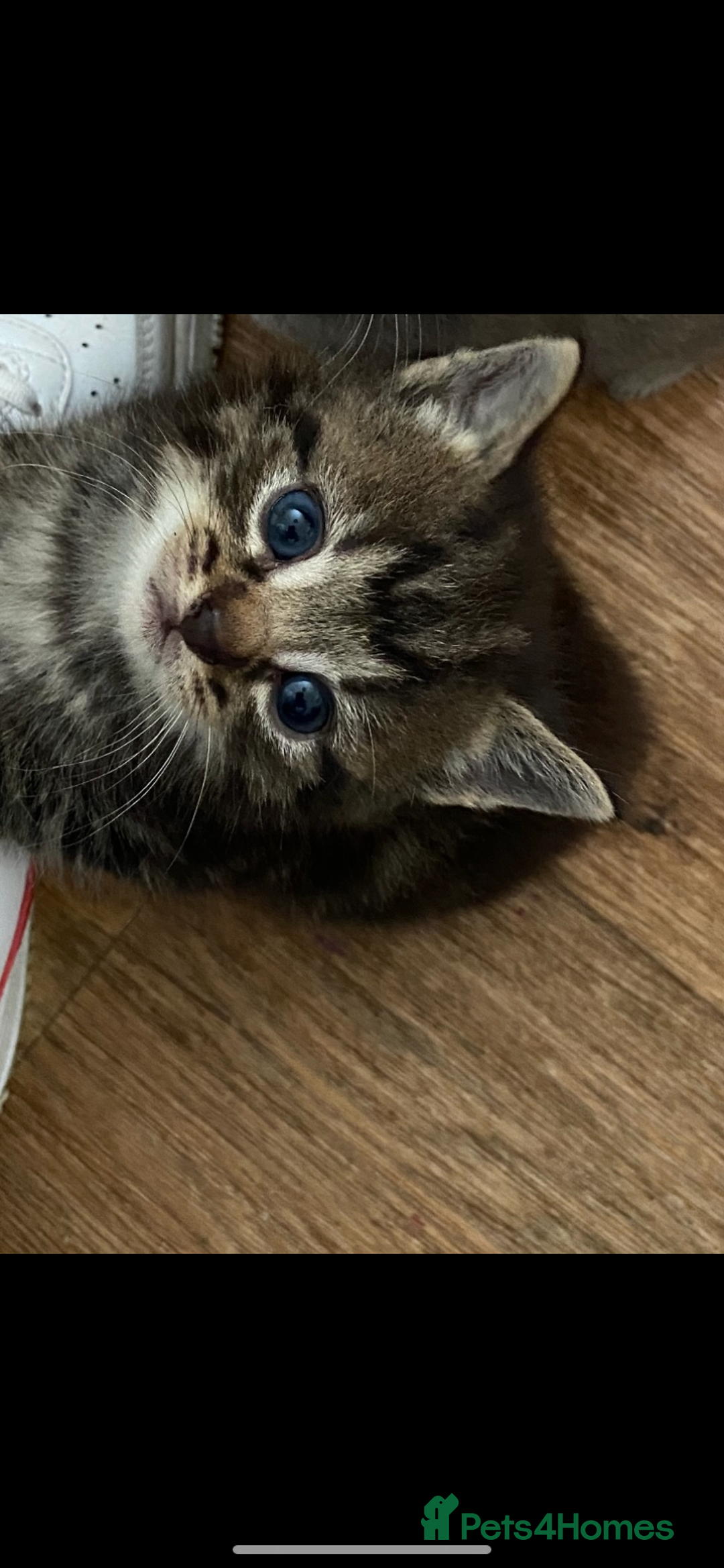 British Longhair cats for sale: 8 fluffy kittens  - Image 10