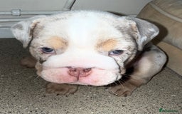 English Bulldog dogs for sale: Beautiful Lilac Tri English Bulldogs - Advert 16