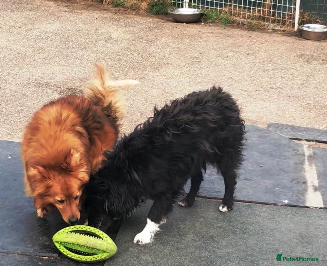 Mixed Breed dogs for adoption: MONTY & DAISY an example of Resilience &Friendship - Image 10