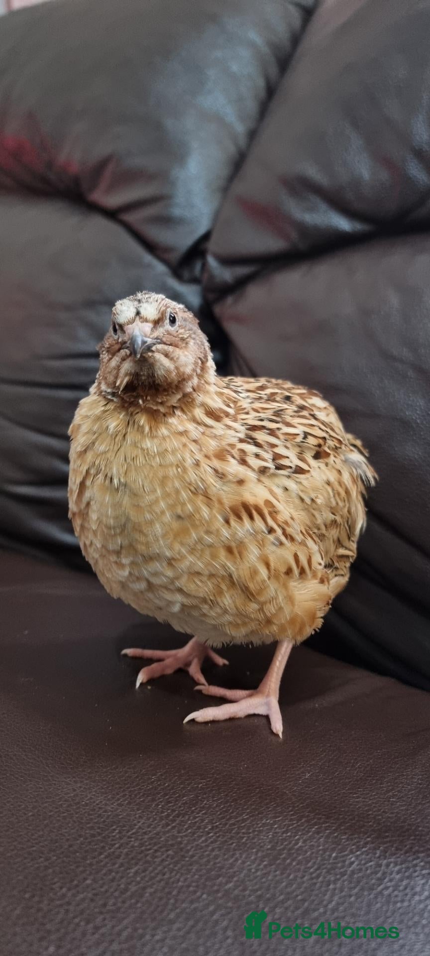 Quail poultry 🐦 MALE JUMBO COTURNIX QUAIL FOR SALE 🐦 - Advert 1