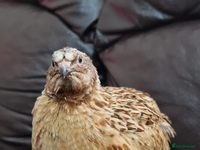 Quail poultry for sale: 🐦 MALE JUMBO COTURNIX QUAIL FOR SALE 🐦 - Advert 2