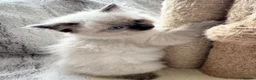 Ragdoll cats for sale: ❤️ Exceptional Lilac & Seal Point Ragdoll Kittens - Advert 25
