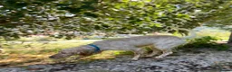 English Setter dogs for adoption: Valkiria in Alfreton - Advert 3
