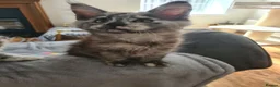 Maine Coon cats for sale: TICA Registered Maine Coon !! Last kitten!! - Advert 11